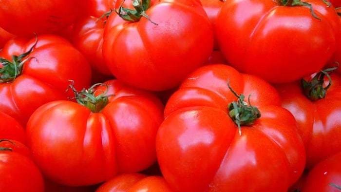 टमाटर की उन्नत किस्म नामधारी- 4266 की विशेषताएं, सांकेतिक तस्वीर