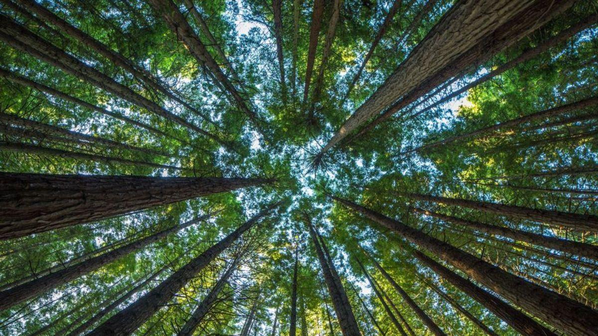 Tree Insurance: फसलों के अलावा पेड़ों का भी करवा सकते हैं बीमा, सरकार ने बनाई योजना