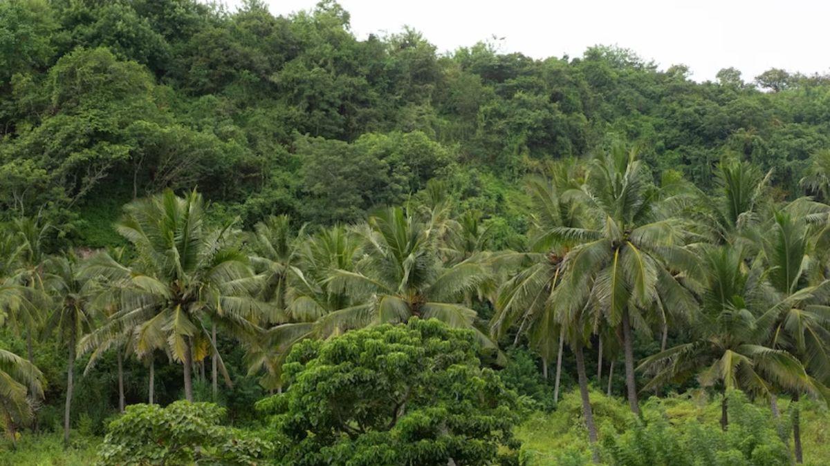 Commercial Plantation : छत्तीसगढ़ में 'मुख्यमंत्री वृक्ष संपदा योजना' कराएगी पेड़ लगाने वाले किसानों की कमाई