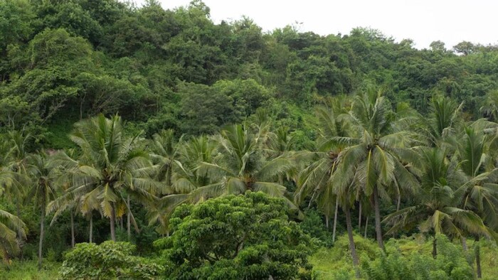 छत्तीसगढ़ में आय बढ़ने वाले पेड़ लगाने की योजना से किसानों को होगी आमदनी, फोटो: साभार, फ्रीपिक