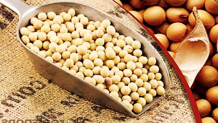 सोयाबीन की बुवाई ने पकड़ी रफ्तार