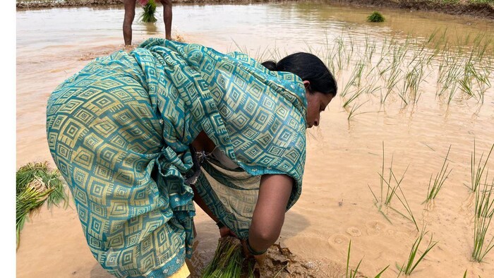 बिहार में धान की रोपनी 90 प्रतिशत पूरी .फोटो-किसान तक