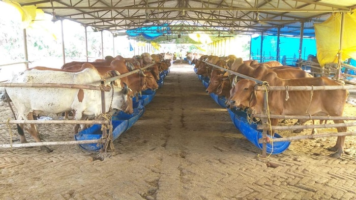 पटना का एक गौशाला जहां गाय को सुनाया जाता है भजन