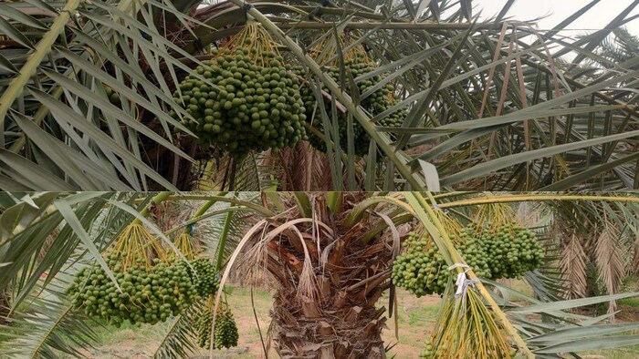 जैसलमेर में खजूर की खेती