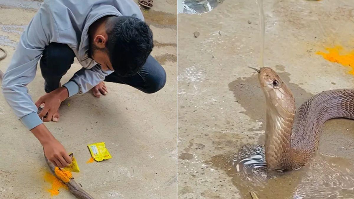 Viral: ऐसे बची जख्मी सांप की जान, पहले हल्दी लगाई फिर पानी पिलाया, भावुक कर देगा ये Video