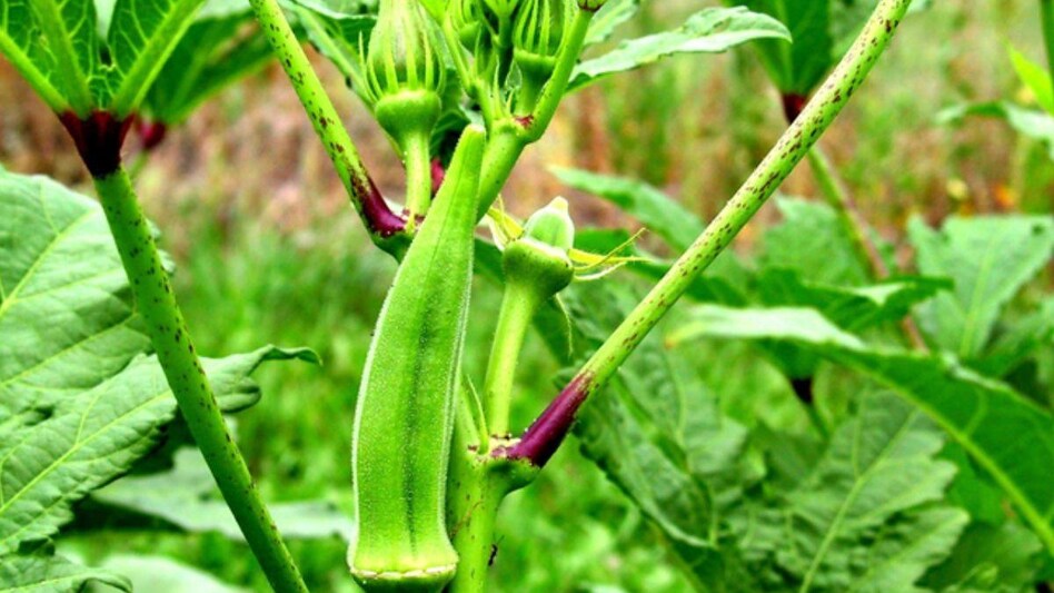 Buy Seeds Online: ऑनलाइन अपने घर मंगाएं भिंडी के बीज, ये दो किस्में देंगी बंपर कमाई   Buy Seeds Online: ऑनलाइन अपने घर मंगाएं भिंडी के बीज, ये दो किस्में देंगी बंपर कमाई