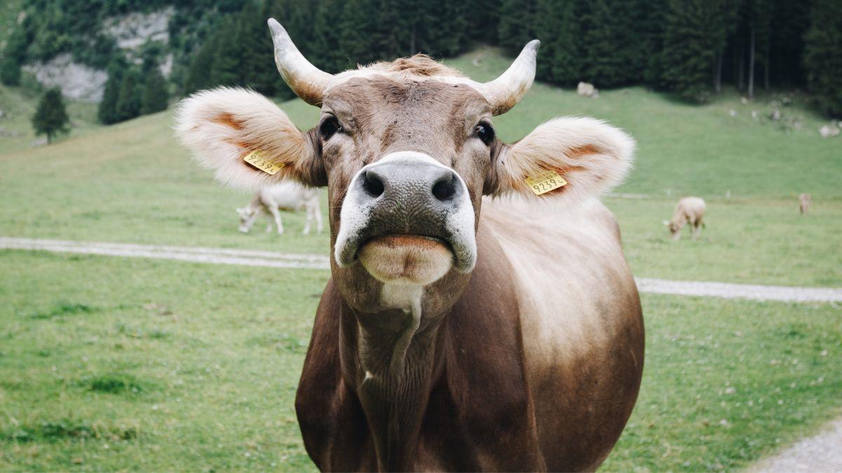 गायों द्वारा उत्सर्जित मीथेन गैस से मिल सकती है मुक्ति, सांकेतिक तस्वीर, साभार: आजतक