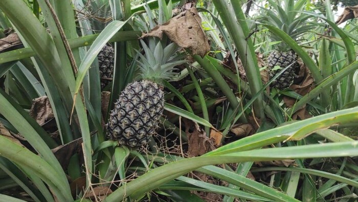 मेघालय के री भोई जिले में अनानास की खेती (Photo-Om Prakash/Kisan Tak).