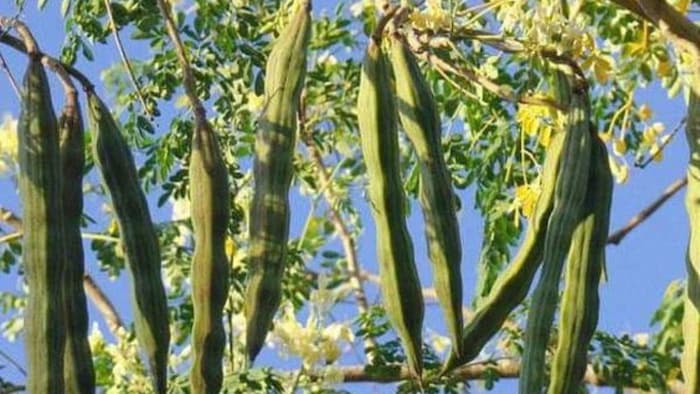 जानिए सहजन की खेती के बारे में