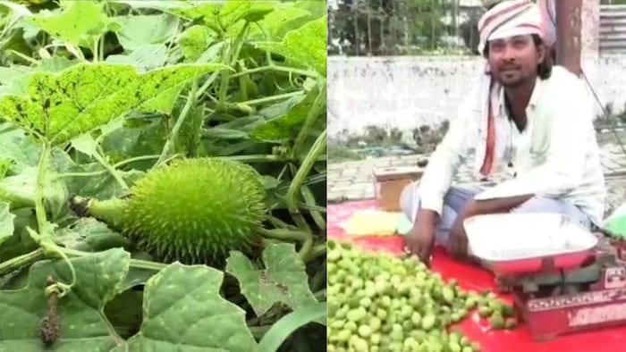 कंटोला की खेती किसान के लिए साबित हो रही है लाभकरी