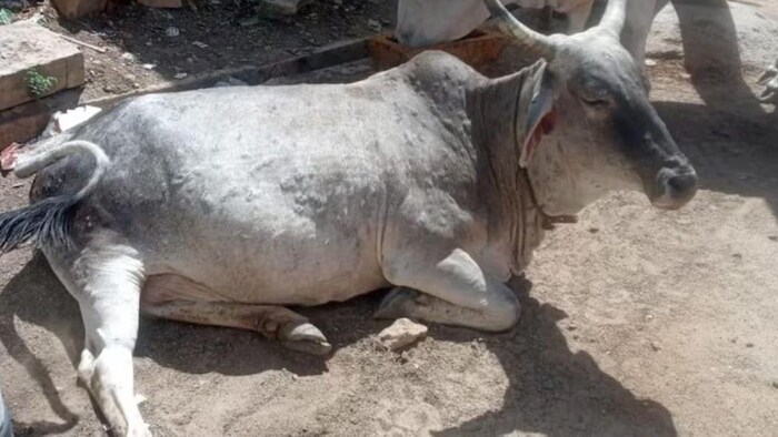 एक बार फिर बढ़ा लंपी वायरस का खतरा