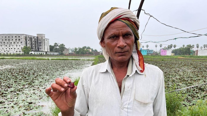 पटना जिले के किसान साहेब सिंघाड़ा की खेती से कर रहे 15 लाख की कमाई. फोटो-किसान तक