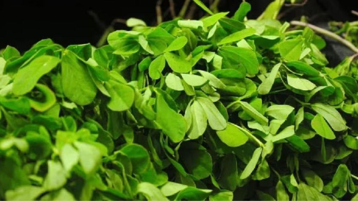 Fenugreek Farming: किसानों के लिए फायदे का सौदा है मेथी की खेती, बुआई-सिंचाई और उन्नत किस्मों के बारे में जानिए