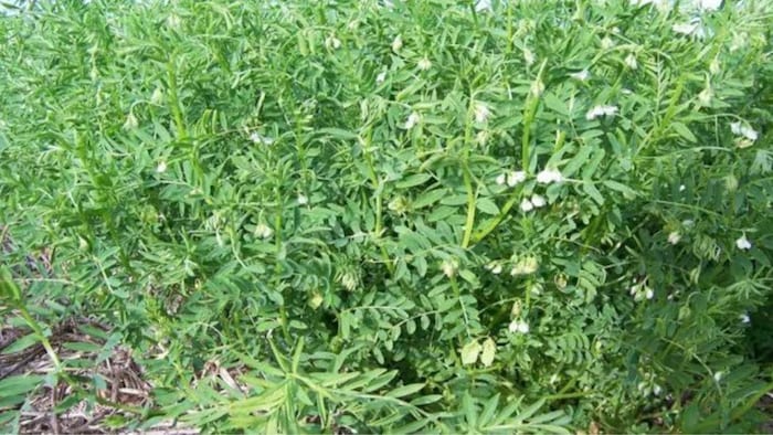 जानिए मसूर की खेती के बारे में