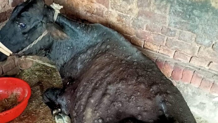 फिर से बढ़ने लगा है लम्पी वायरस का खतरा