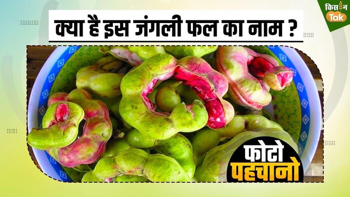 इमली की तरह दिखता है ये फल, जानें इसका नाम