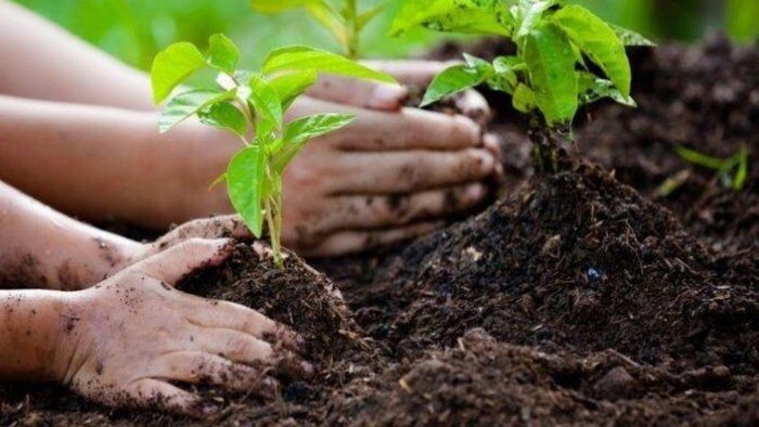 इस में बच्चे के जन्म पर लगाए जाएंगे 100 पौधे