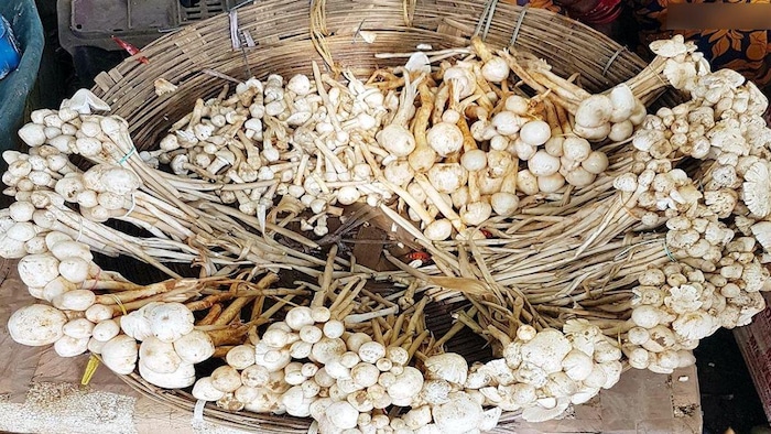 छत्तीसगढ़ में बिक रहा टमाटर के भी कई गुना मंहगा सब्जी, कीमत जानकर चौंक जाएंगे आप