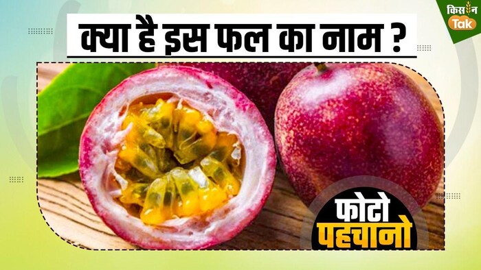 सेब और अनार से भी ज्यादा ताकतवर है ये फल