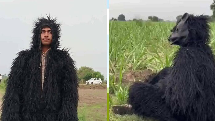 भालू बनकर अपनी फसलों को बंदरों से बचा रहे हैं किसान (Photo Credit-ANI UP)