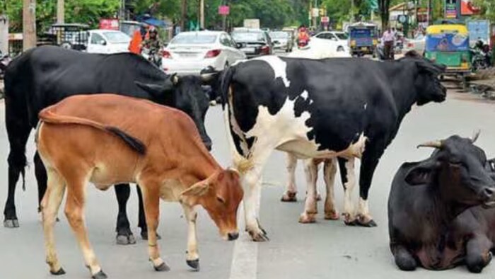 इन दिनों यूपी की सियासत में सांड और आवारा पशुओं का मुद्दा छाया हुआ है. (Photo Credit-Google)