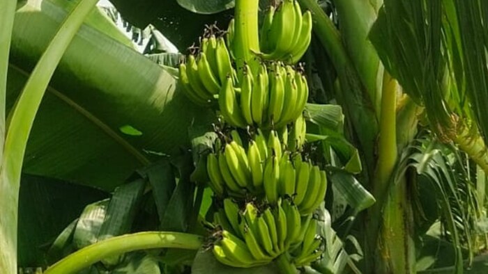 जीआई टैगिंग की रेस में शामिल हुआ रमचौरा का केले (फोटो-किसान तक)