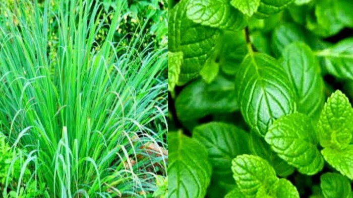 किसान घर पर लगाएं सुगंधित तेल बनाने का प्लांट