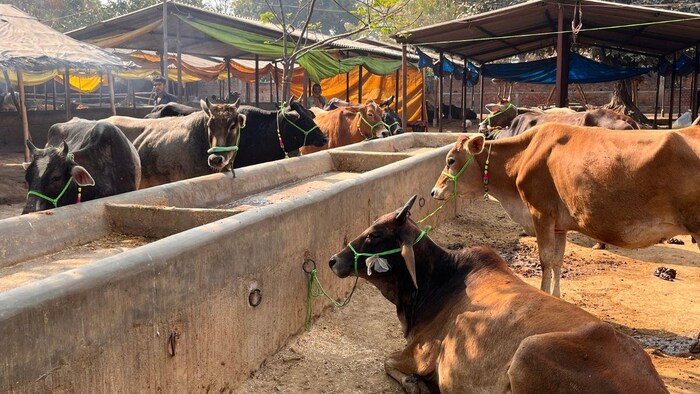 बिहार सरकार देसी गाय के बाद उन्नत नस्ल की गाय व भैंस की खरीद पर दे रही अनुदान. फोटो-किसान तक