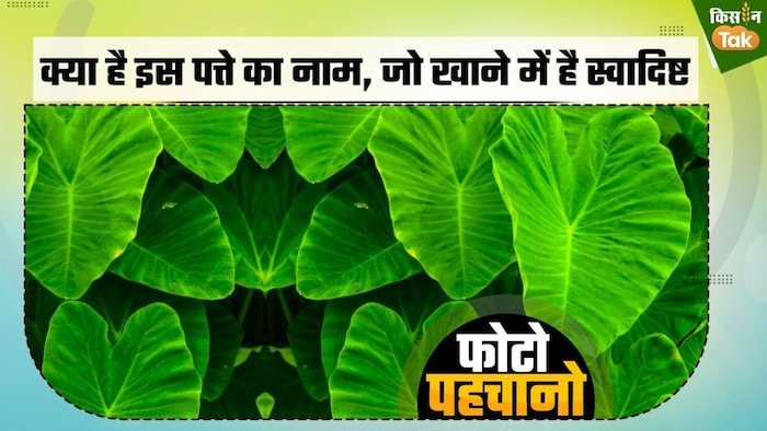 स्नैक्स से लेकर सब्जी तक में होता है इस पत्ते का इस्तेमाल