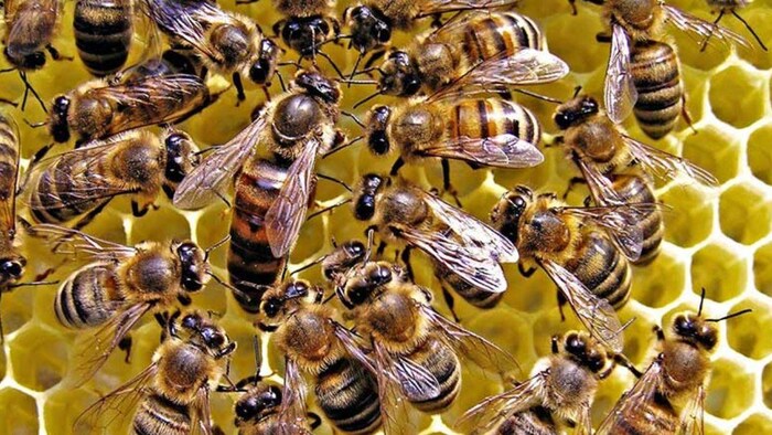 मधुमक्खी पालन के लिए ये सरकार दे रही बंपर सब्सिडी