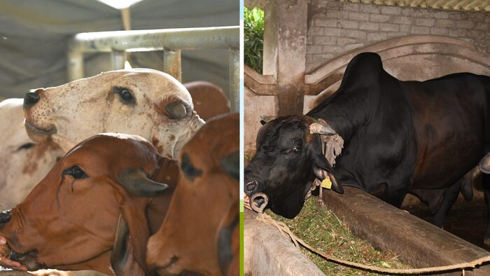 पहले चरण में यह योजना प्रदेश के 18 मंडल मुख्यालय के जनपदों में लागू की जाएगी. (Photo credit- facebook)