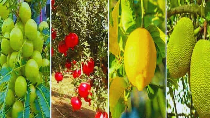 फलों की बागवानी करने पर ये सरकार दे रही 30000 रुपये की सब्सिडी