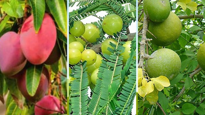 रोजाना कई किसान केंद्र पर पहुंचकर फलों के पेड़ों की खरीदारी कर रहे है. (Photo credit- Google)