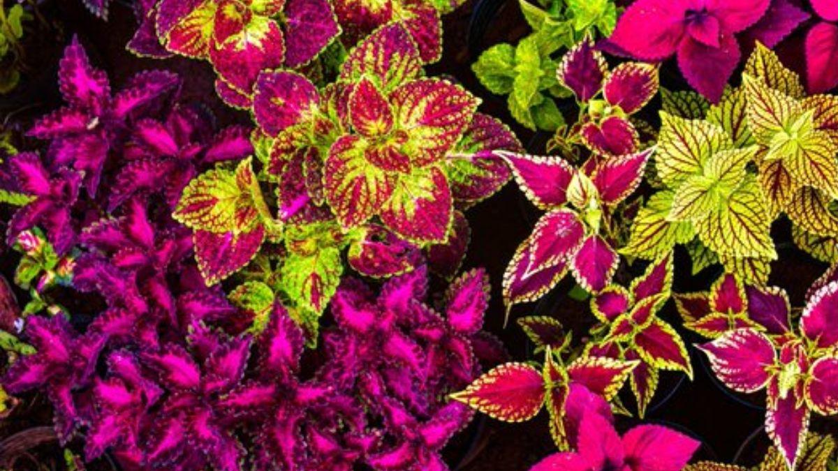 कई बीमारियों को दूर करता है ये सजावटी पौधा