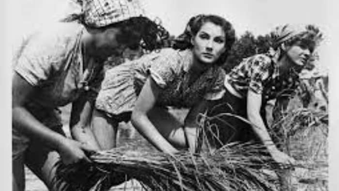 धान की रोपाई करने वाली महिला किसानों का मार्मिक चित्रण करती इटालियन फिल्म