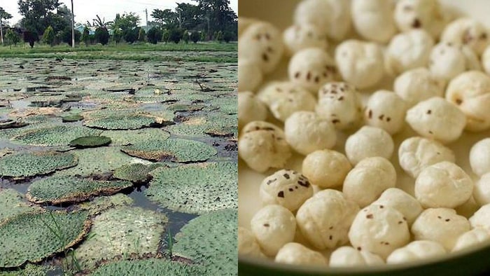 अब देवरिया में भी होगी मखाने की खेती