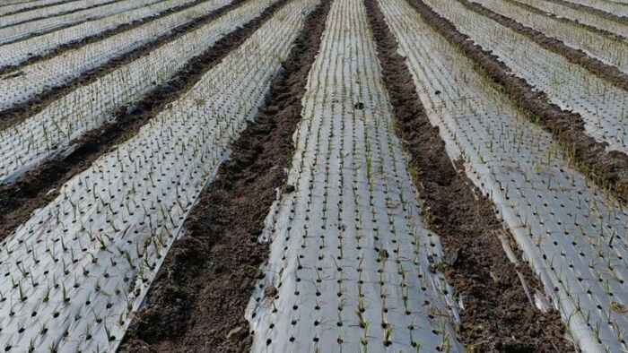 मल्चिंग तकनीक से करें खेती होगा फायदा