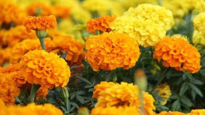 40 दिनों में तैयार हो जाती है गेंदे की ये वैरायटी