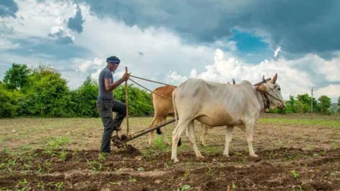रुपाला ने कहा कि गोमूत्र और गोबर से जो उत्पाद बनते है, उनमे हम ज्यादा से ज्यादा बढ़ोत्तरी करेंगे.