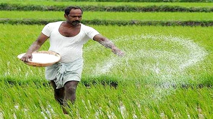 यूरिया की कमी से धान की खेती प्रभावित