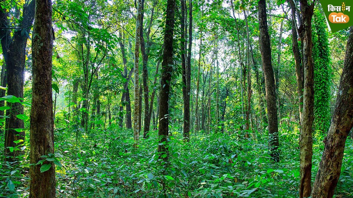 Sandalwood Farming: कमाना चाहते हैं अधिक मुनाफा तो करें चंदन की बागवानी, जानिए कैसे होती है इसकी खेती 