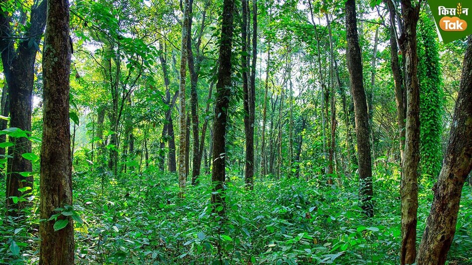 Sandalwood Farming: कमाना चाहते हैं अधिक मुनाफा तो करें चंदन की बागवानी, जानिए कैसे होती है इसकी खेती  Sandalwood Farming: कमाना चाहते हैं अधिक मुनाफा तो करें चंदन की बागवानी, जानिए कैसे होती है इसकी खेती