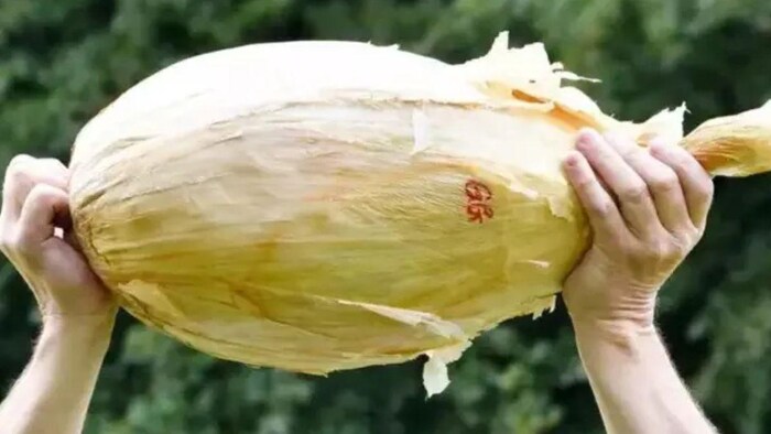 किसान ने उगा दिया 9kg का एक प्याज, बन सकता है वर्ल्ड रिकॉर्ड
