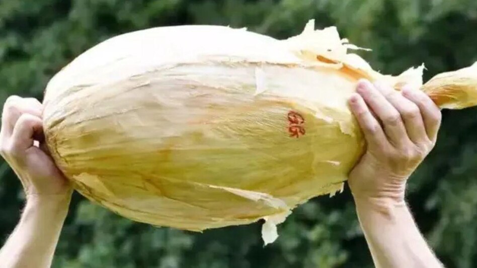 OMG! इस किसान ने उगा दिया 9kg का एक प्याज, बन सकता है वर्ल्ड रिकॉर्ड, देखें Photo OMG! इस किसान ने उगा दिया 9kg का एक प्याज, बन सकता है वर्ल्ड रिकॉर्ड, देखें Photo