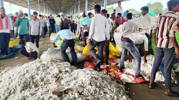 किसानों को कपास का नहीं मिल रहा हैं उचित दाम