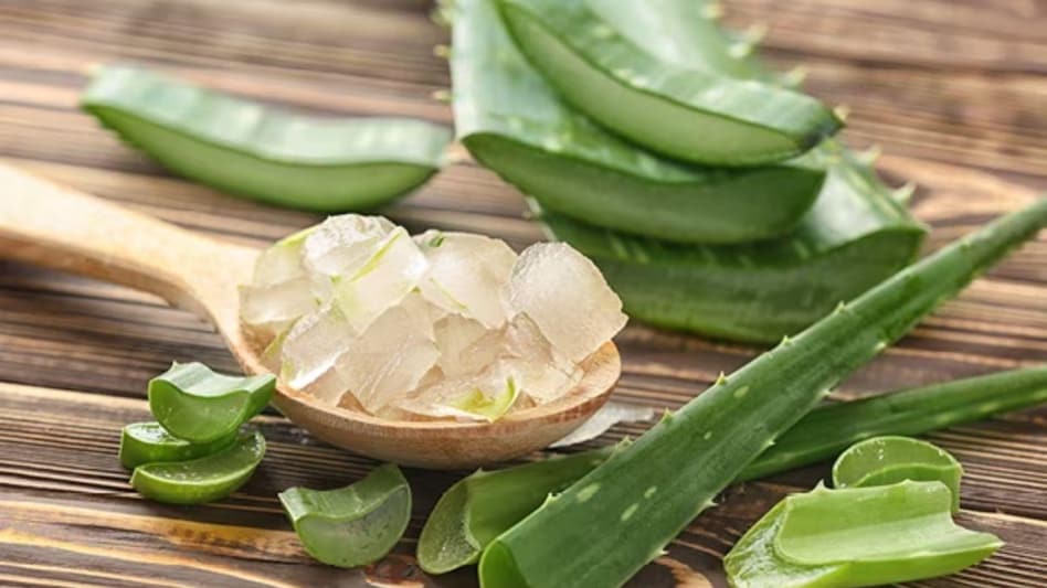 Aloe vera: कमाल का कीटनाशक है एलोवेरा, इसके छिलके हैं फसल के लिए बेहद खास, ऐसे करें इस्तेमाल Aloe vera: कमाल का कीटनाशक है एलोवेरा, इसके छिलके हैं फसल के लिए बेहद खास, ऐसे करें इस्तेमाल