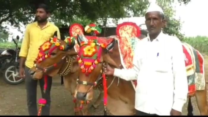 लंपी के चलते फीका रहा इस बार बैल पोला त्योहार
