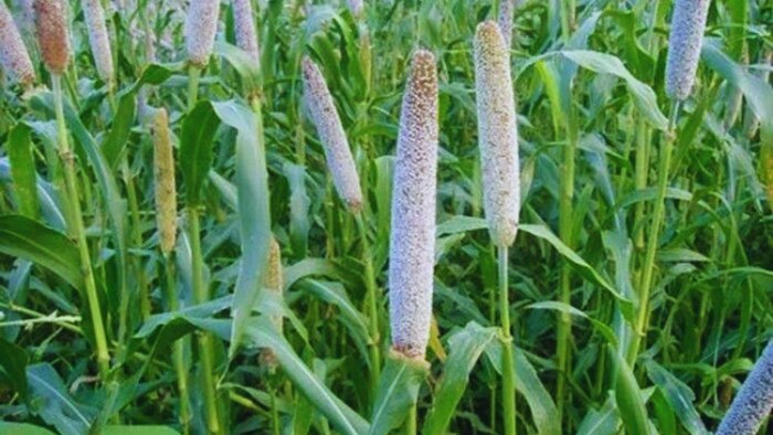 पशुओं के लिए फायदेमंद है ये बाजरा