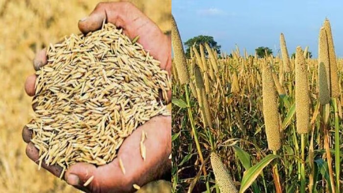 मंडियों में किसानों का बुरा हाल, बाजरे को नहीं मिल रहा सरकारी रेट