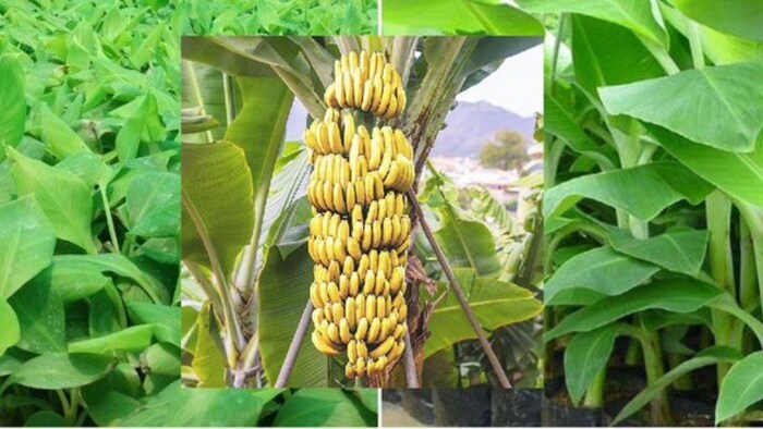 केले के बीच पर बंपर छूट, 15 रुपये में मिल रहा एक पौधा